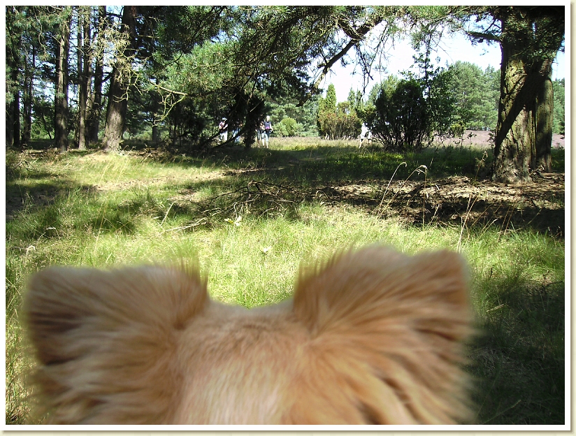 Lueneburgerheide_2009 (9)